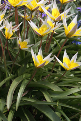 Tulipa tarda - tulipán pozdní
